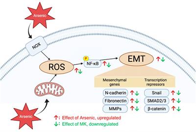 Effects of Montelukast on Arsenic-Induced Epithelial-Mesenchymal Transition and the Role of Reactive Oxygen Species Production in Human Bronchial Epithelial Cells